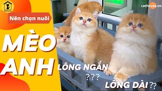 Nên chọn nuôi MÈO ANH LÔNG NGẮN hay LÔNG DÀI???