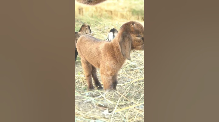 cute goat sound | cute goat baby | goat sound | goat video | cute goat funny video | #shorts