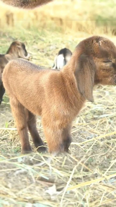 cute goat sound | cute goat baby | goat sound | goat video | cute goat funny video | #shorts