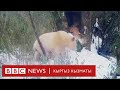 Ак панда көрдүңүз беле? - BBC Kyrgyz