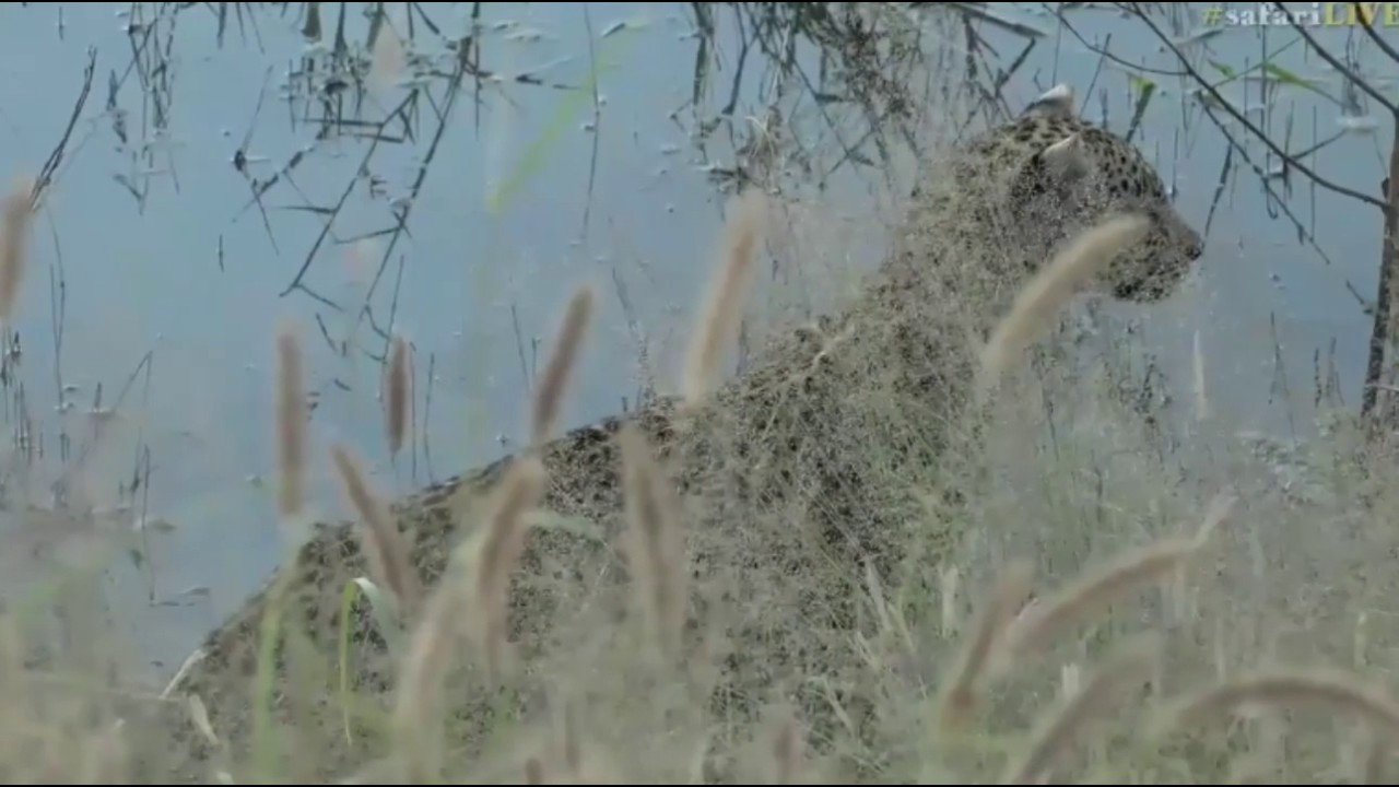 sindile faku April 10, 2017- Xongile on the hunt. She gets into place- pounces- and??