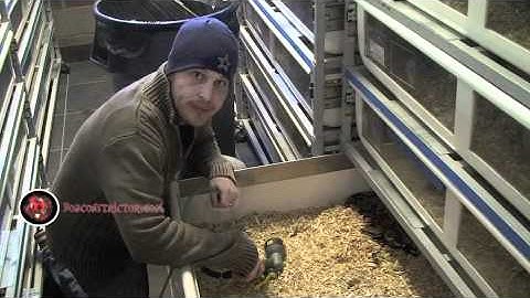 Boaconstrictor.com February 2011 Cobra Video Discussion on Hypo Motley Boa Constrictors