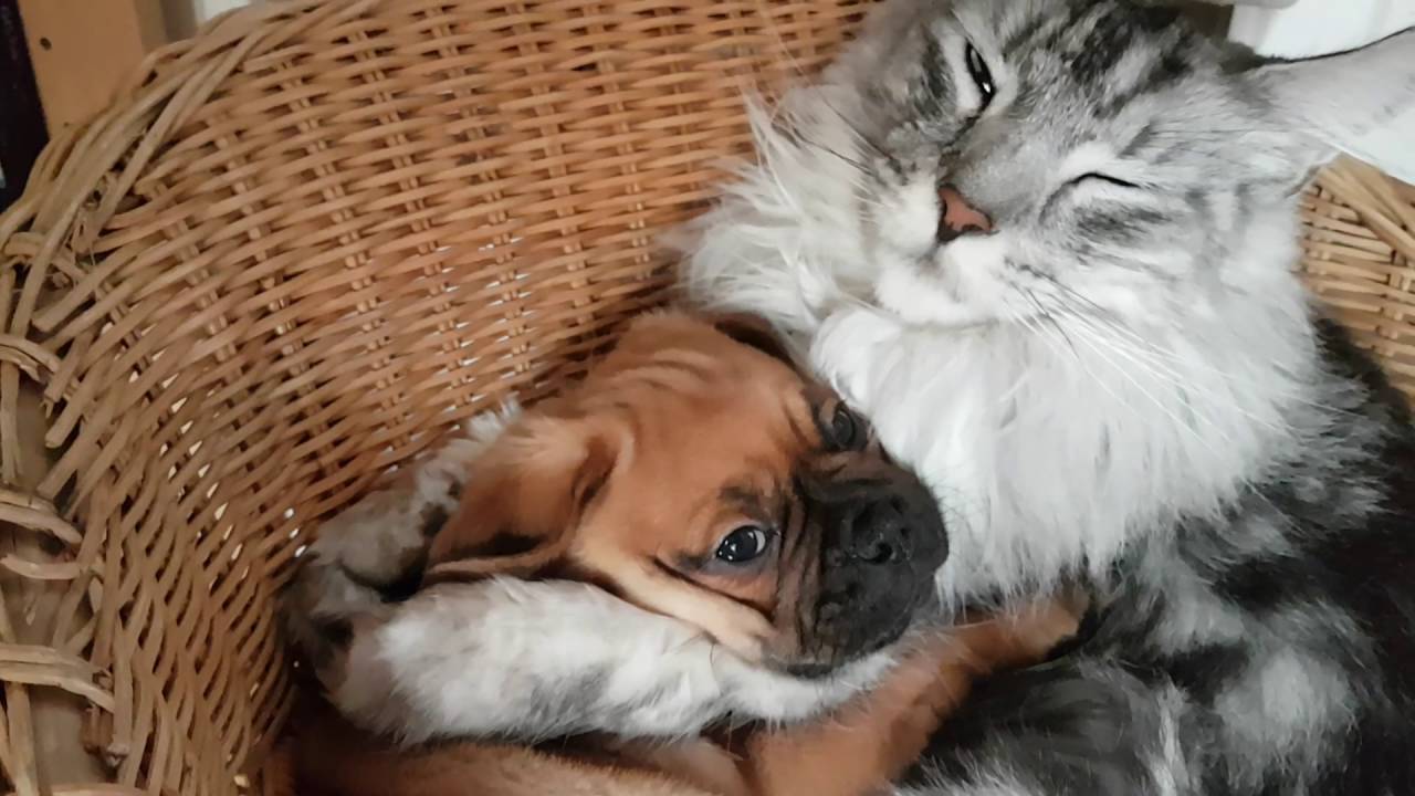 Cutest Pug Puppy being Cuddled by Adult Maine Coon WARNING INCREDIBLY CUTE!!!!!! - YouTube