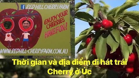 Cherry ăn vào thời gian nào là tốt nhất năm 2024