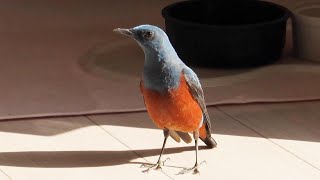 Isomaru, the blue rock thrush   Intrusion!#2 & a sick sparrow