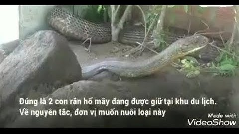 Bắt được cặp rắn hổ mây gần 60kg ở chân núi Cấm An Giang