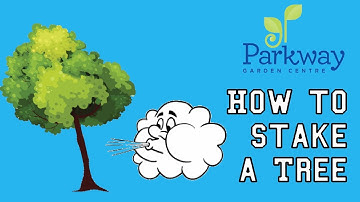 How to Stake a Tree