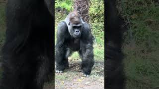 A Gorilla stops in his tracks to watch a 400 pound Gorilla pass by