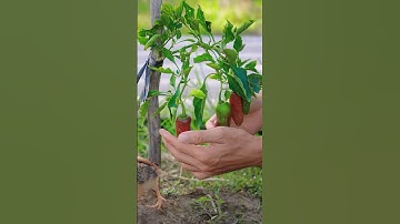 Ớt ngọt #hienonha #fruit #shorts