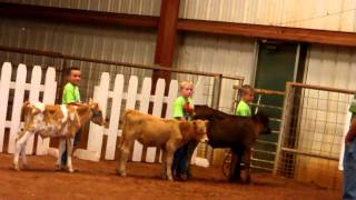 Andrew in show ring for Bucket Calf competition