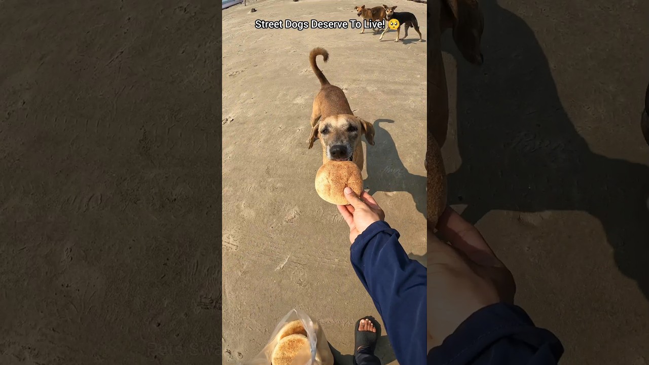Small acts, big impacts: feeding homeless dogs 🥺