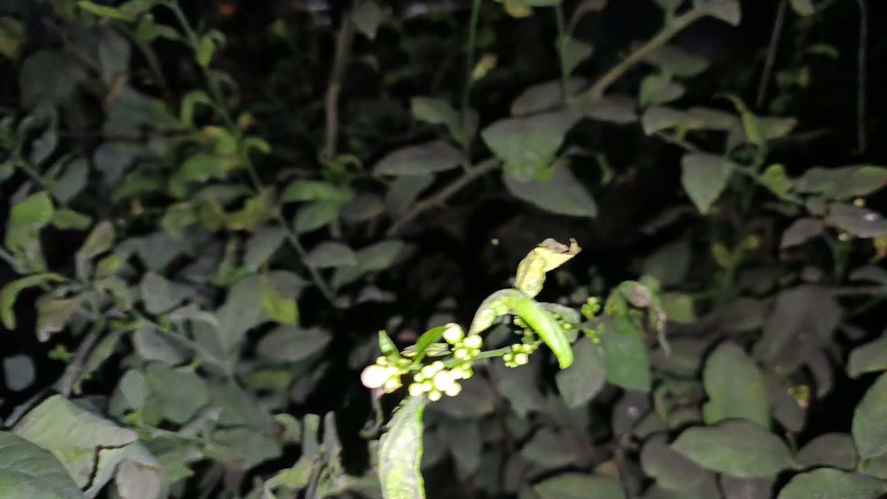 Лимон гули хакида малумот озгтна