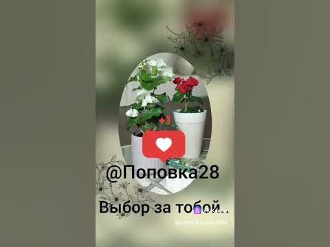 Раменское. Кратово. Питомник растений.Наш тел.89654147008 - YouTube