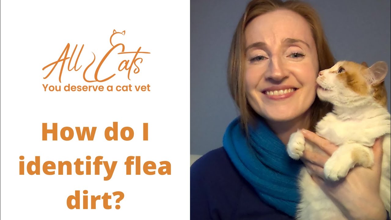 Does A Lot Of Flea Dirt Mean A Lot Of Fleas?