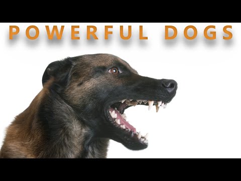 பலசாலி நாய்கள் |POWERFUL DOGS | Storyboard