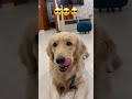 Batao Jara Goldenretriever Petshub Funnycomedy Comedyshorts