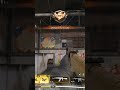 golden Gans for cod mobile