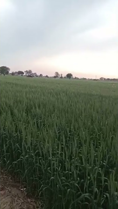 khati kukar chodu madm ringtone