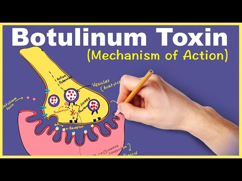 Botulinum Toxin: Mechanism of Action