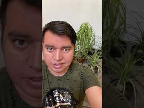 Buena suerte Pata de Elefante, misión y feng shui. El fascinante significado espiritual de la planta pata de elefante: una conexión mística con la naturaleza