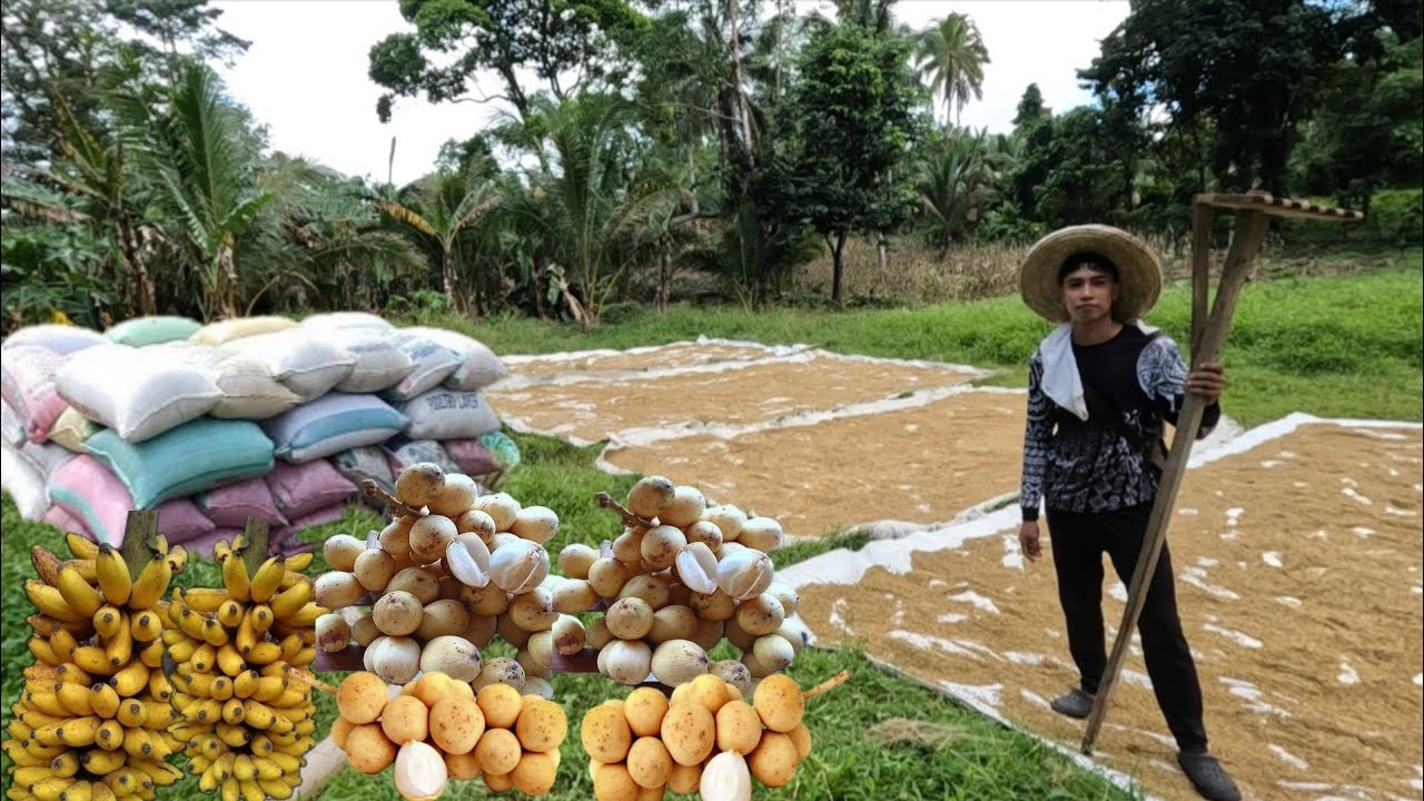 PAGBIBILAD NG PALAY NA MALAGKIT AT PAGHARVEST NG MGA PRUTAS 