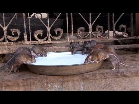 Video: Tempel In India, Waar Ongeveer 25.000 Ratten Leven - Alternatieve Mening