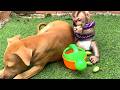 Oh God !!  lovely Girl LIORA And The Dog Are Trying To Eat The Iv Gourd in The Garden