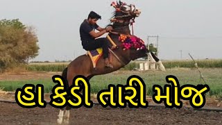 Kathiyawadi Horse (mare) Kedi akala