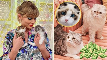 How Taylor Swift’s Cats Became More Famous Than Most Celebrities