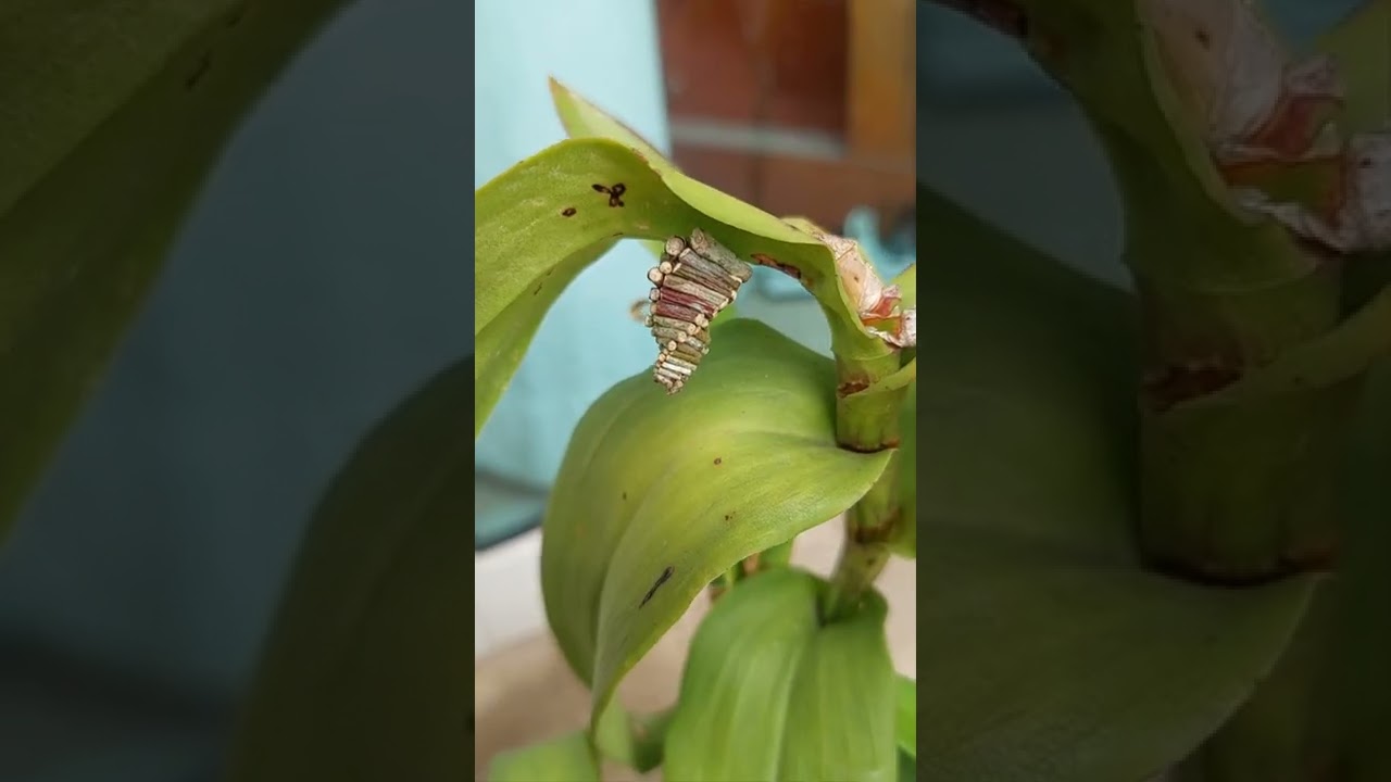 #Bagworm