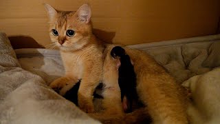 Mother cat Mimi gave birth to 3 kittens safely!