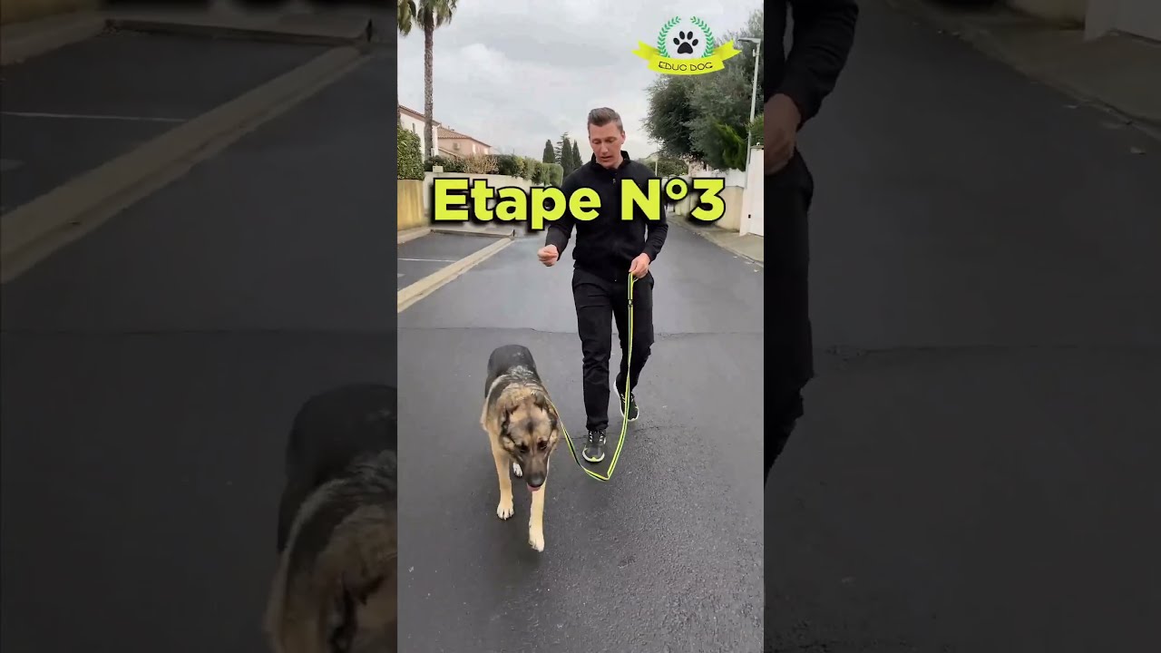 Que Faire Si Ton Chien Tire En Laisse Comme Un Fou 
