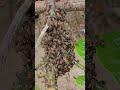The Queen Bee Sent a Signal... The Colony Responded Instantly