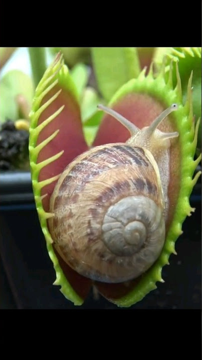 Snail vs Venus Flytrap