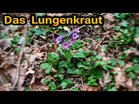 Video: Lungenkraut-Arzneimittel