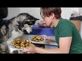 Husky vs 1kg de nuggets  des ballons gonflables ouais cest nimp