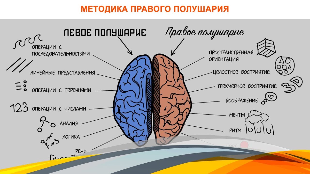 Левая гемисфера головного мозга