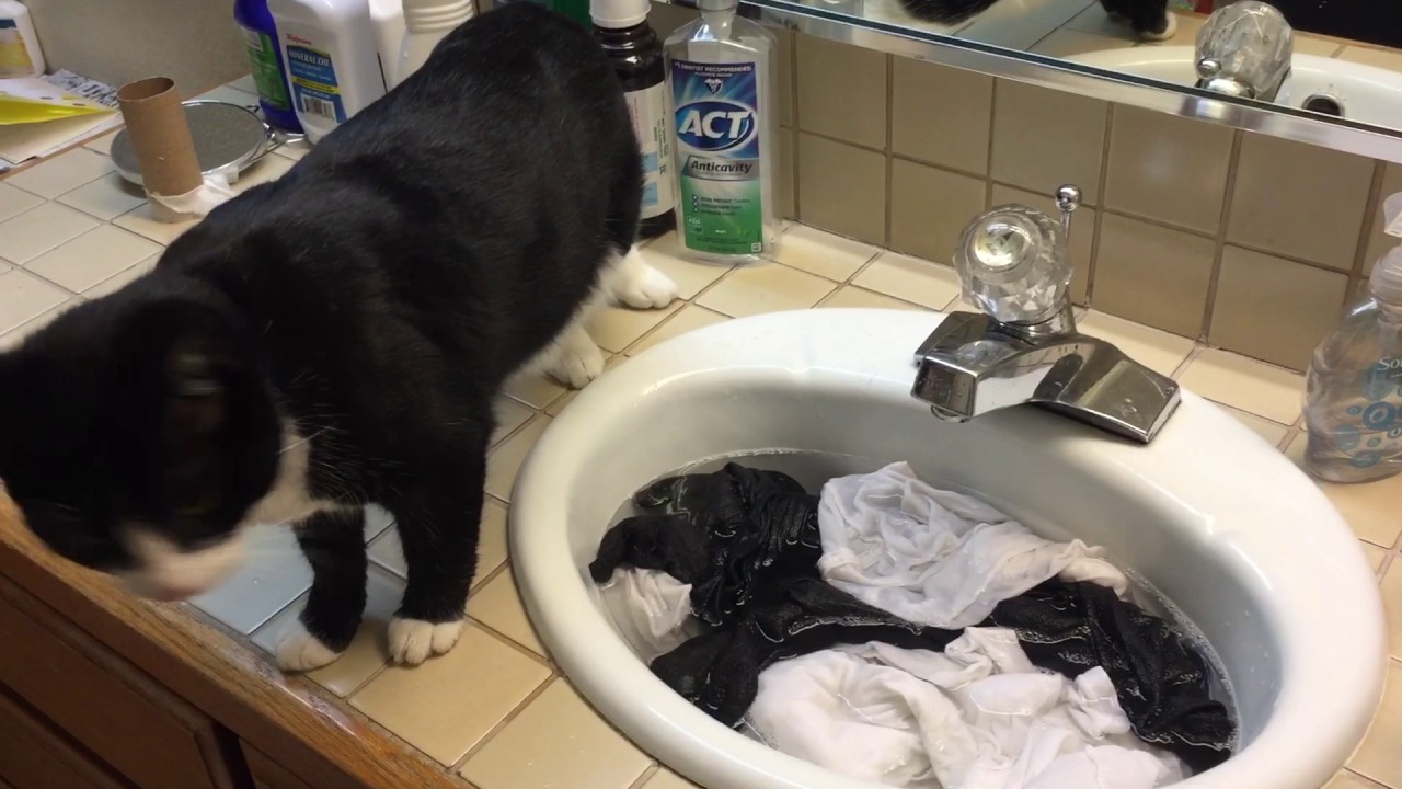 Cats help with the laundry YouTube