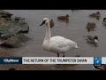 GTA park becomes important site for rare swam revival