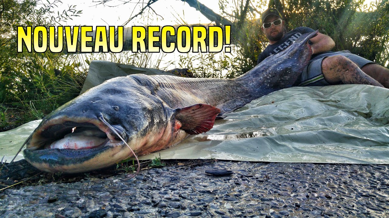 Gros Silure en verticale! 2M25!