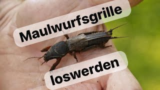 Maulwurfsgrille Loswerden