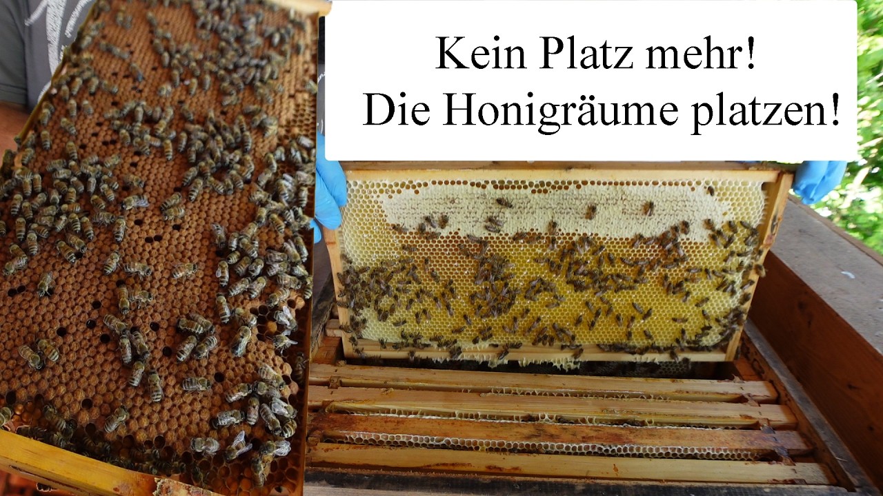 Ich imkere besser denn je – die Honigernte explodiert!