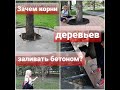 ЗАЧЕМ КОРНИ ДЕРЕВЬЕВ ЗАЛИВАТЬ БЕТОНОМ?/КТО ПРЕВРАЩАЕТ ХВОЙНИКИ В СКЕЛЕТЫ?