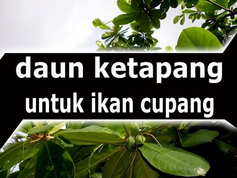 MANFAAT DAUN  KETAPANG  UNTUK IKAN CUPANG YouTube