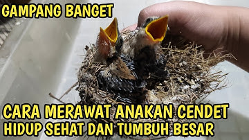 cara merawat anakan burung cendet