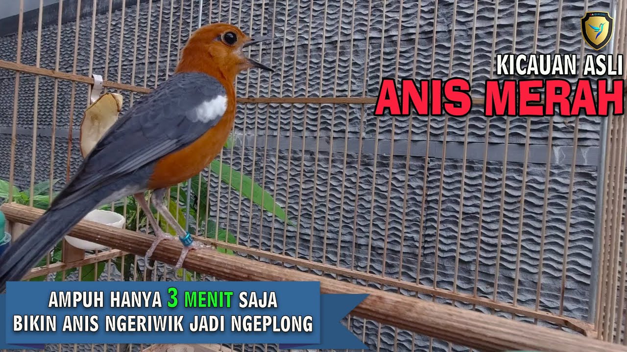 SUARA ASLI HUTAN ANIS MERAH GACOR - YouTube