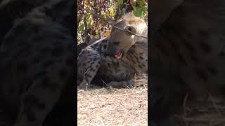 Hyena with cubs #shorts #hyena