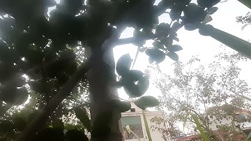 Cách nhận biết cây mít đực chính xác nhất