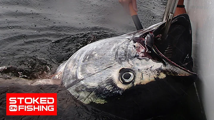 Bluefin Tuna Brawl at Prince Edward Island, part 1...