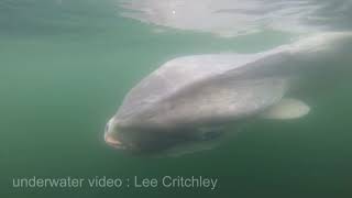 Amazing encounter with mola mola ( sunfish) in Barkley Sound by Rendezvousdiving 24,526 views 4 years ago 1 minute, 8 seconds